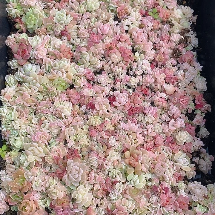 49 多肉植物盆栽花卉植物