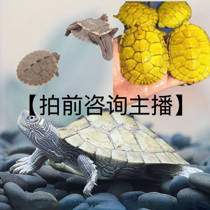 【宠爱】活体宠专属链接