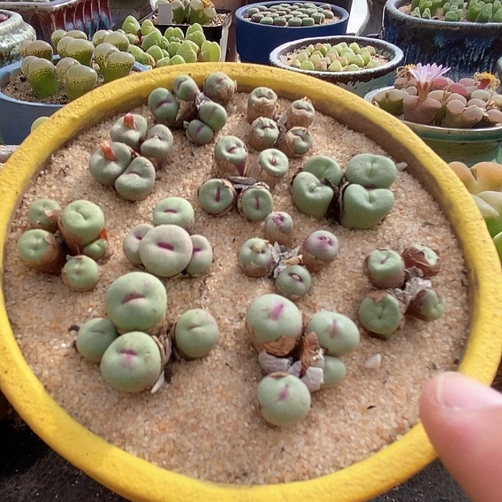 24530群生贝特分小红嘴一颗
