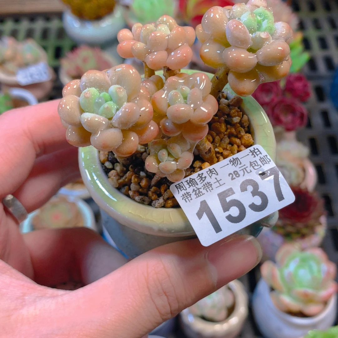 5厘米盆精控多肉1537