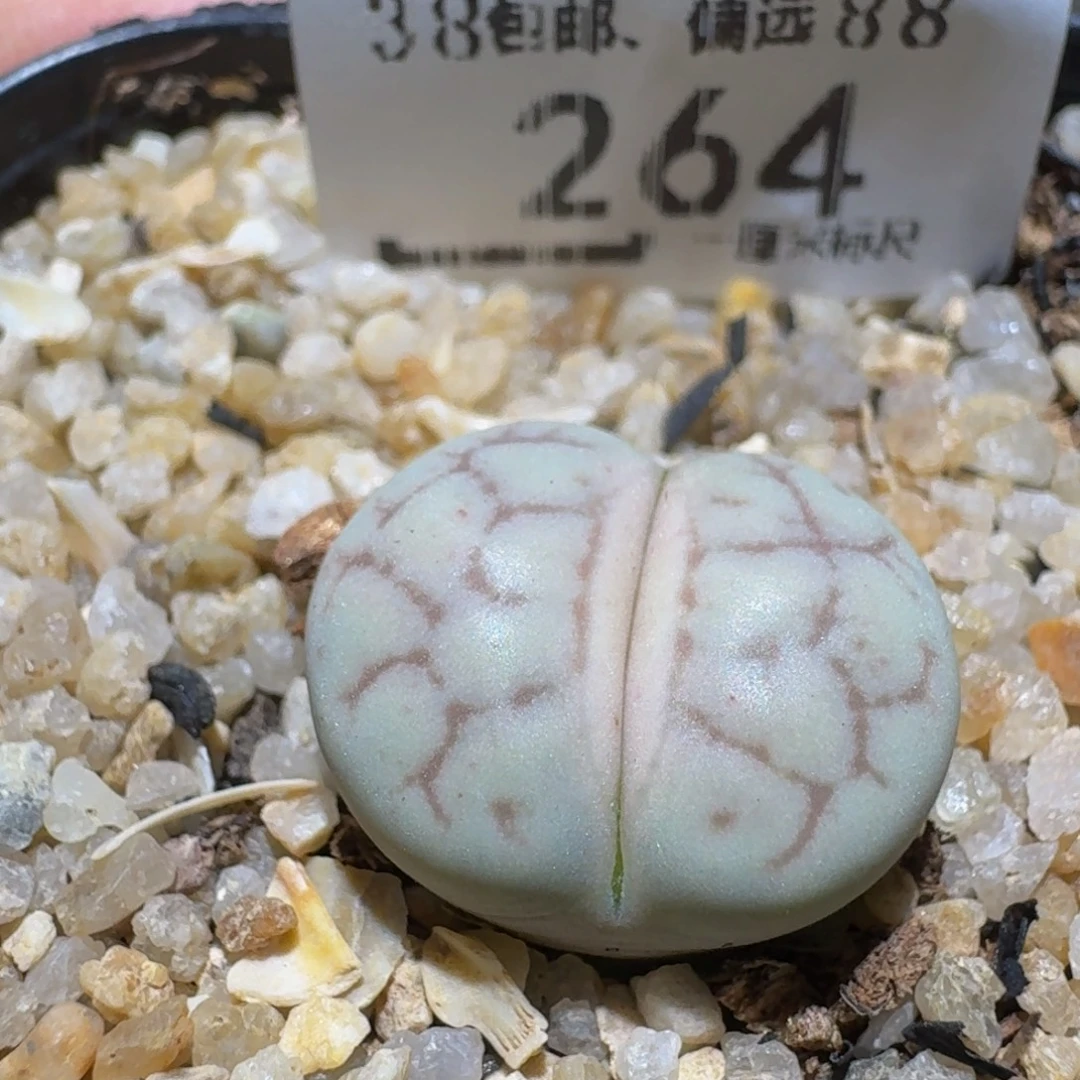 Sssss精品生石花264女娲石