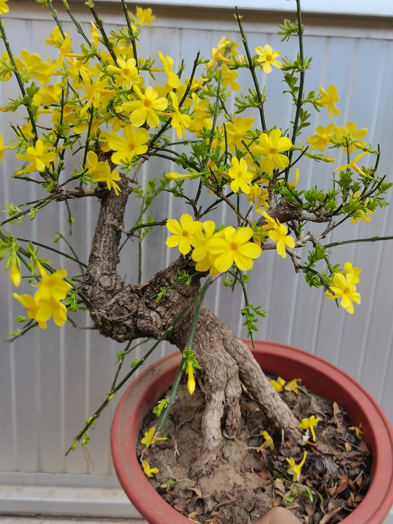 虎蹄黄城虎蹄迎春花
