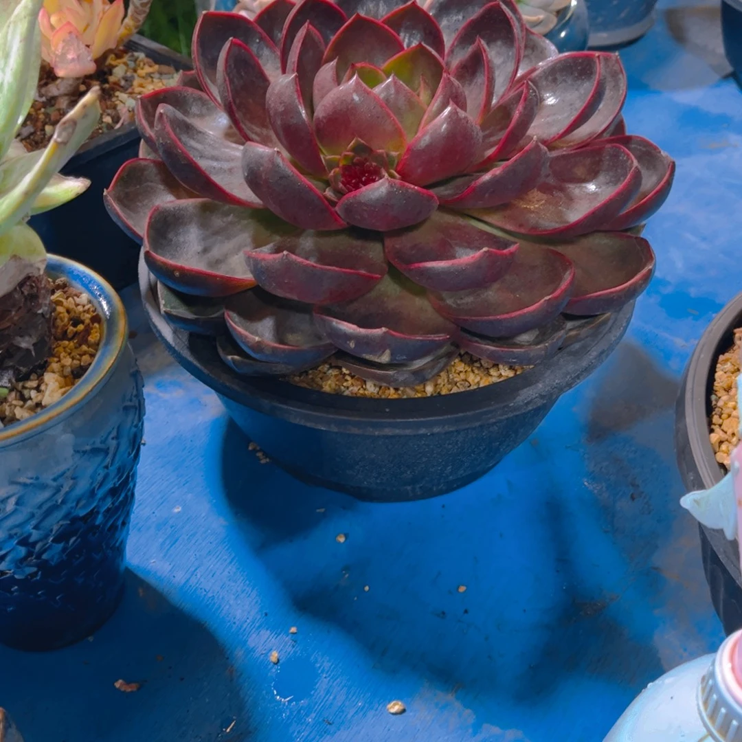 风***雪多肉植物保护研究所所长