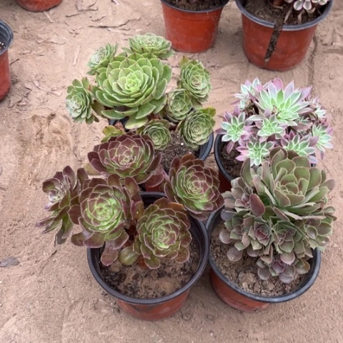542多肉植物组合，