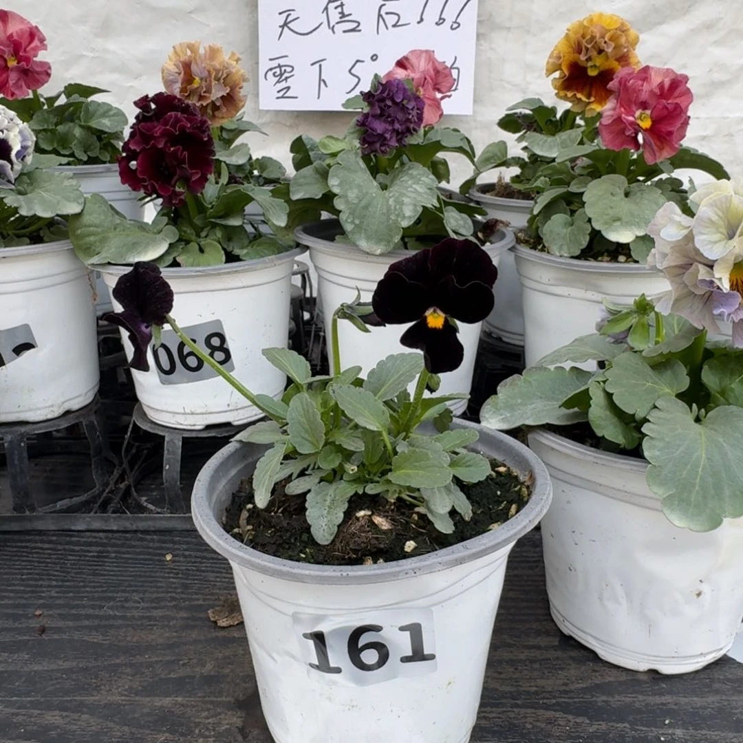 全部花朵161号角堇