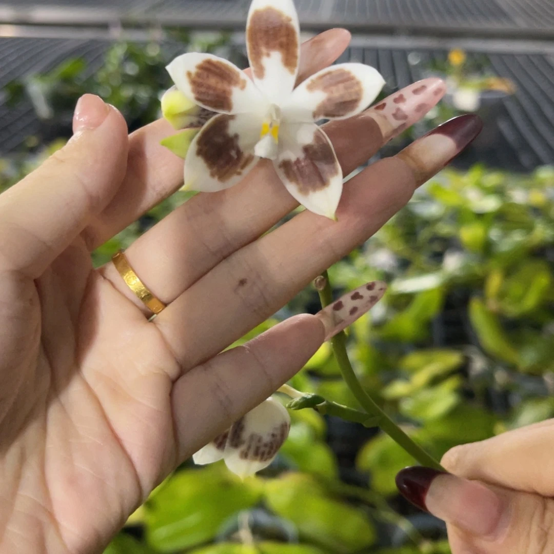 无花朵蝴蝶兰原生盾花