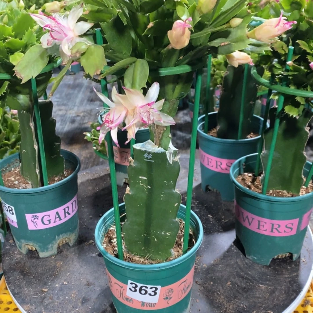 【闪购商品】当前无花朵，栽培后可花朵@*363雅丝