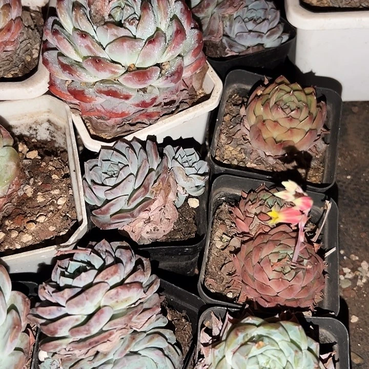 无花朵10人小精品。