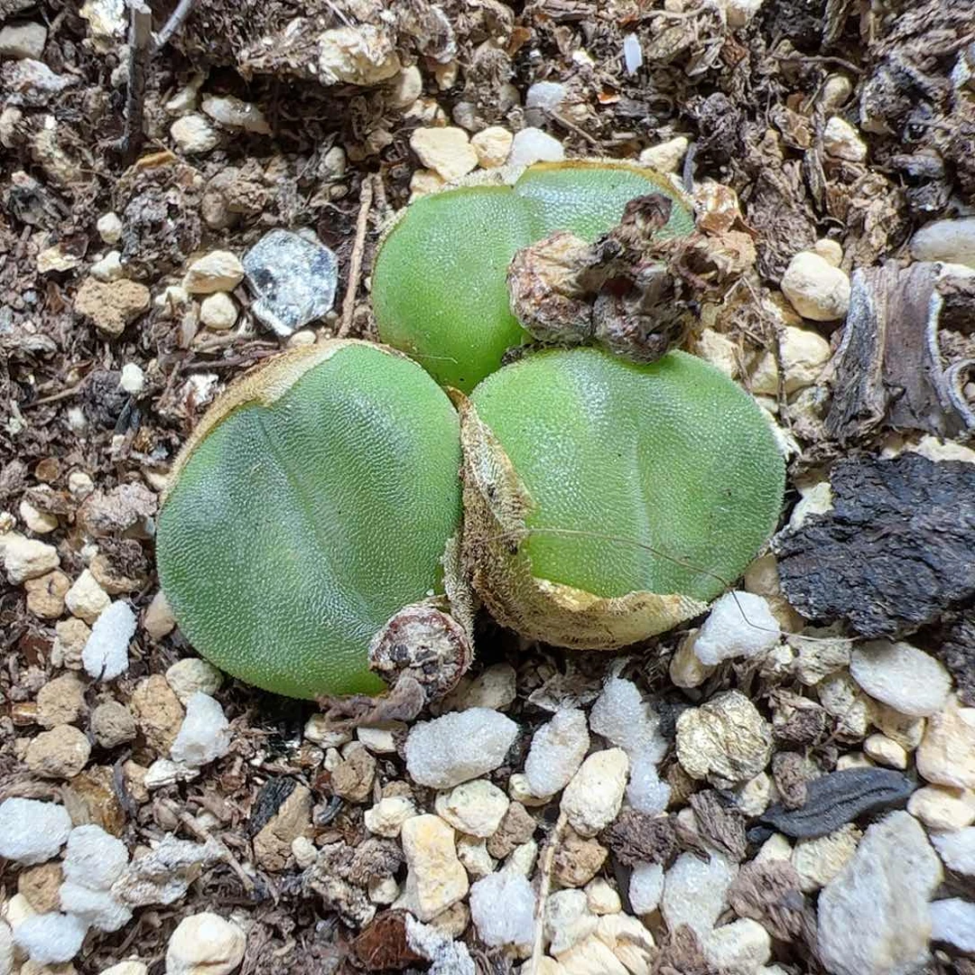 【闪购商品】264 水晶鞋