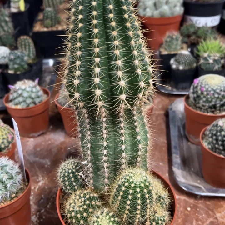实生毛花柱群生23厘米