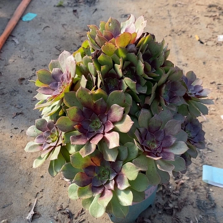 桃花石多肉植物46