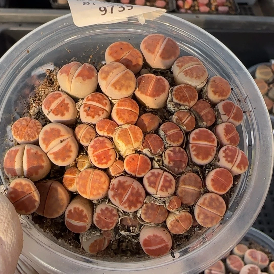 9739。默认脱土。18包邮。偏远88包邮