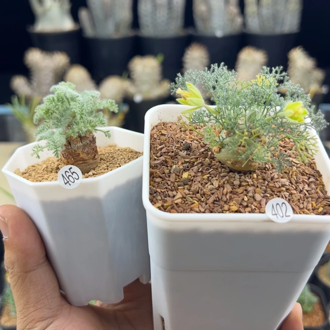 胖***宝羽叶洋葵加白皮月界种播实生一物一拍