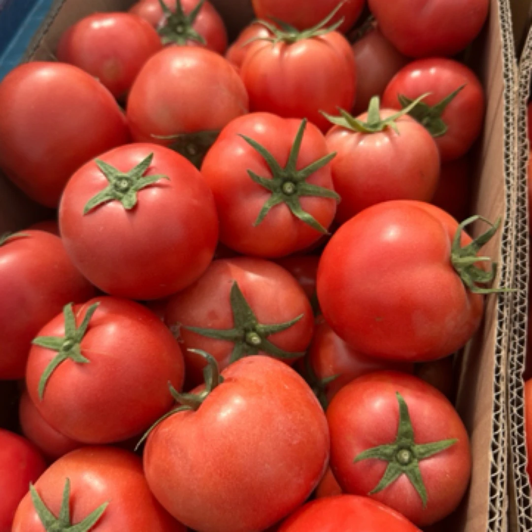 河南现摘新鲜西红柿老品种笨柿子水果番茄酸甜可口新鲜蔬菜种植