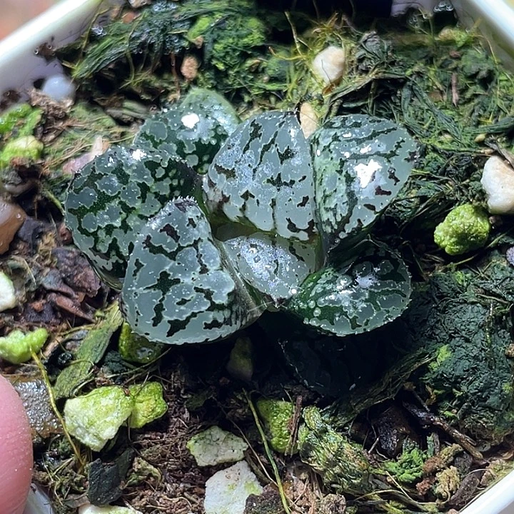 616玛丽皇后特选福利