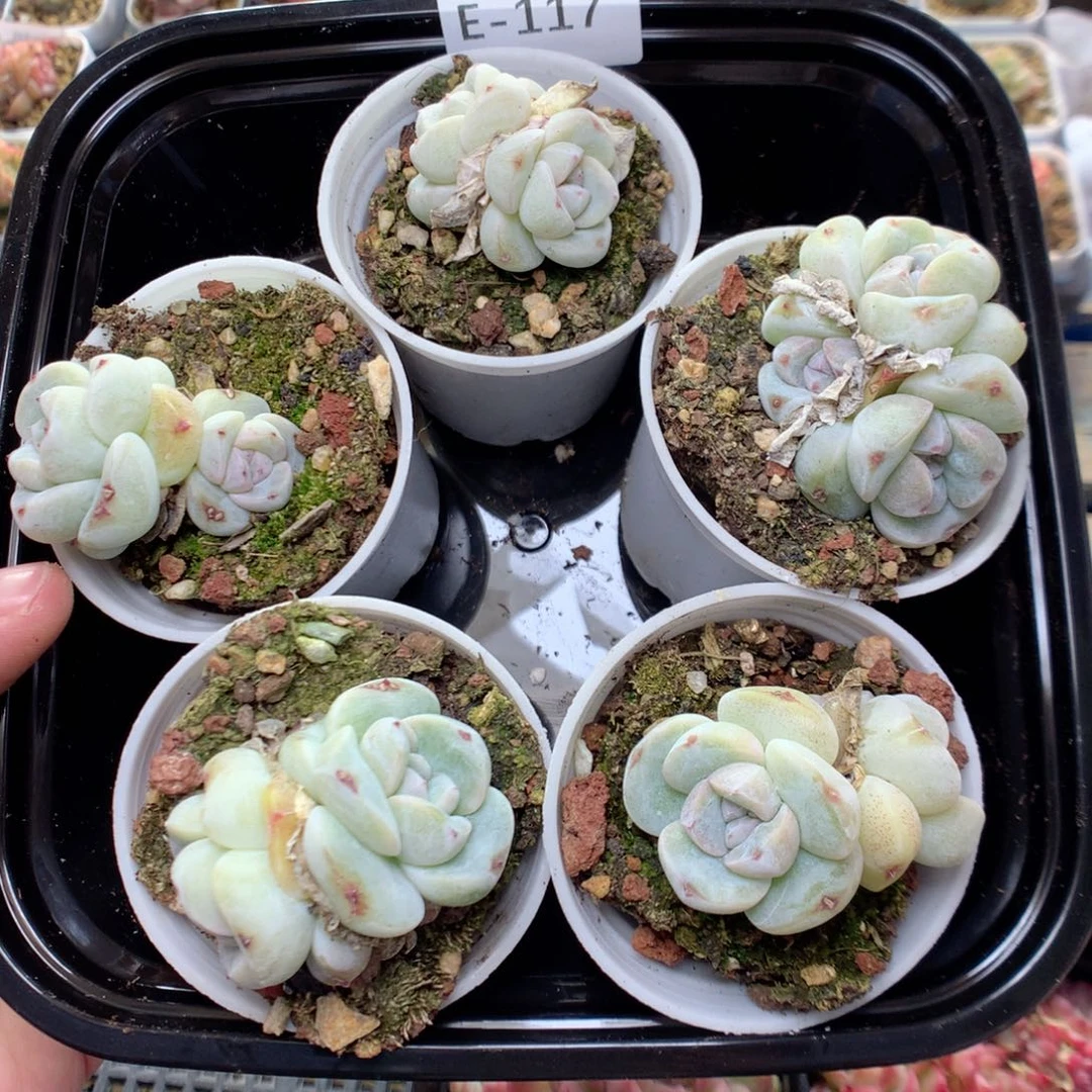 E117青提珍妮y y y y y y y y