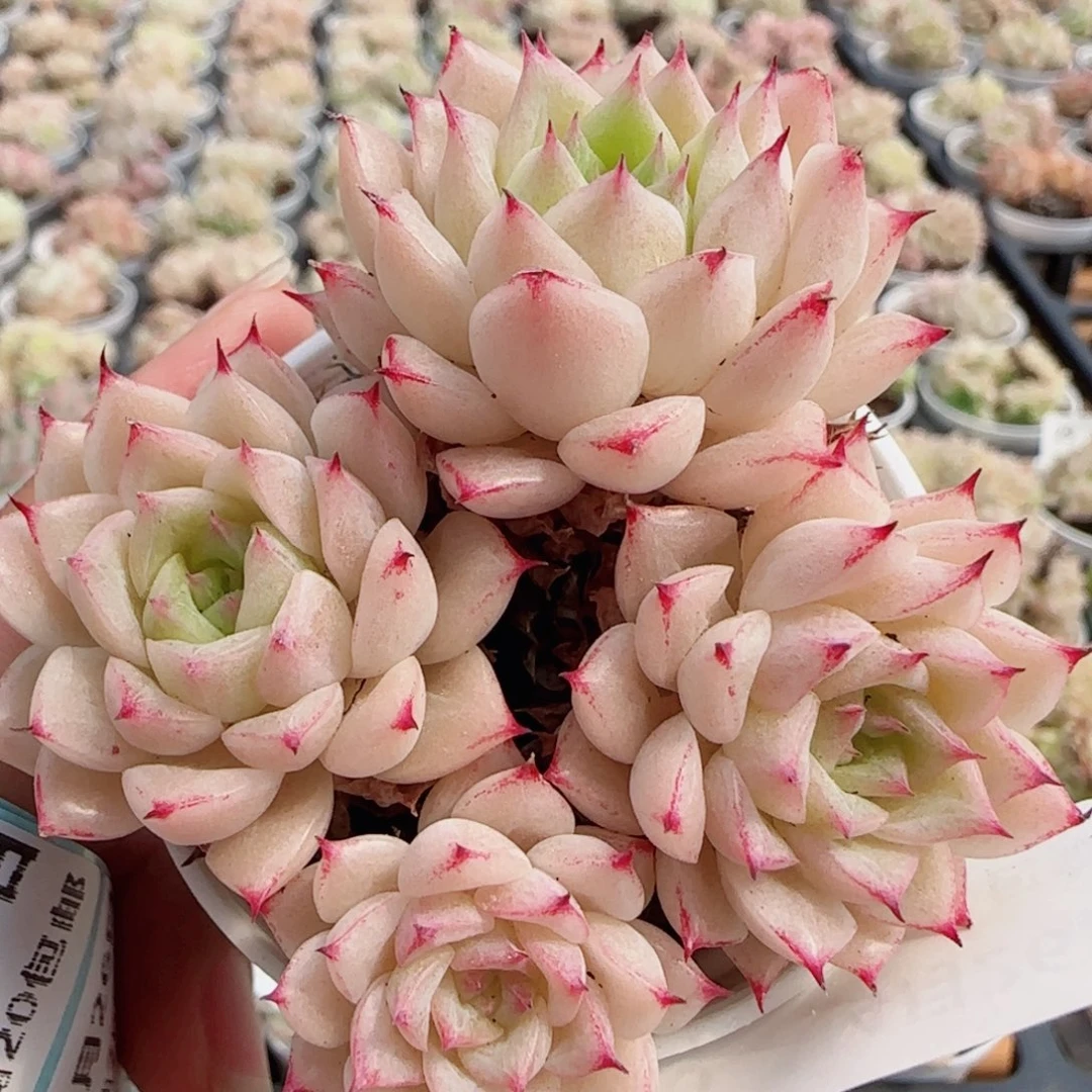 花语逸镜0426-70散