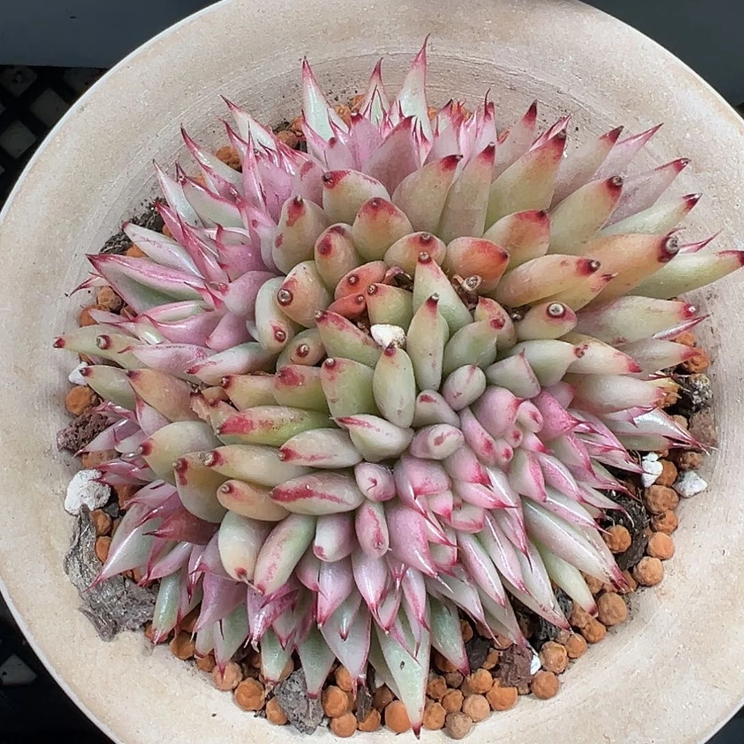 乌木锦缀多肉植物