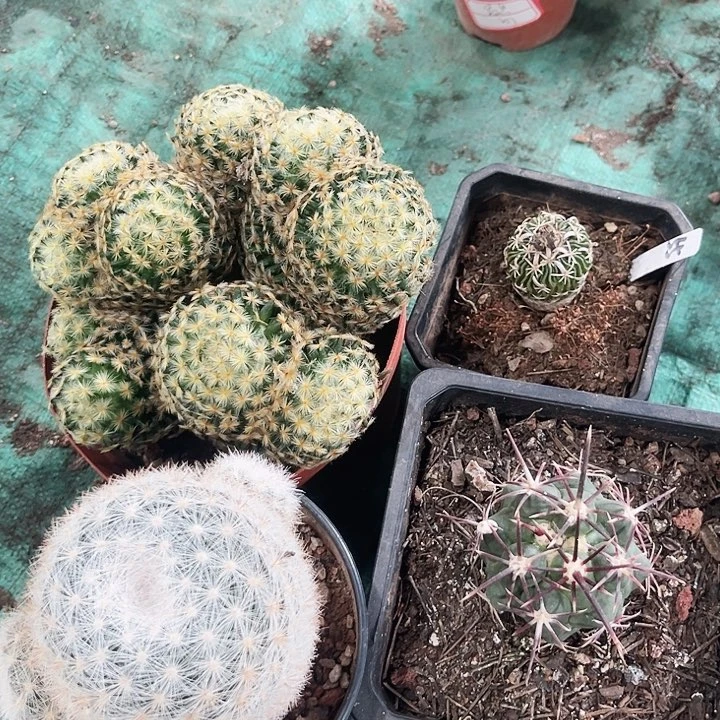 遇见海一物一拍包邮