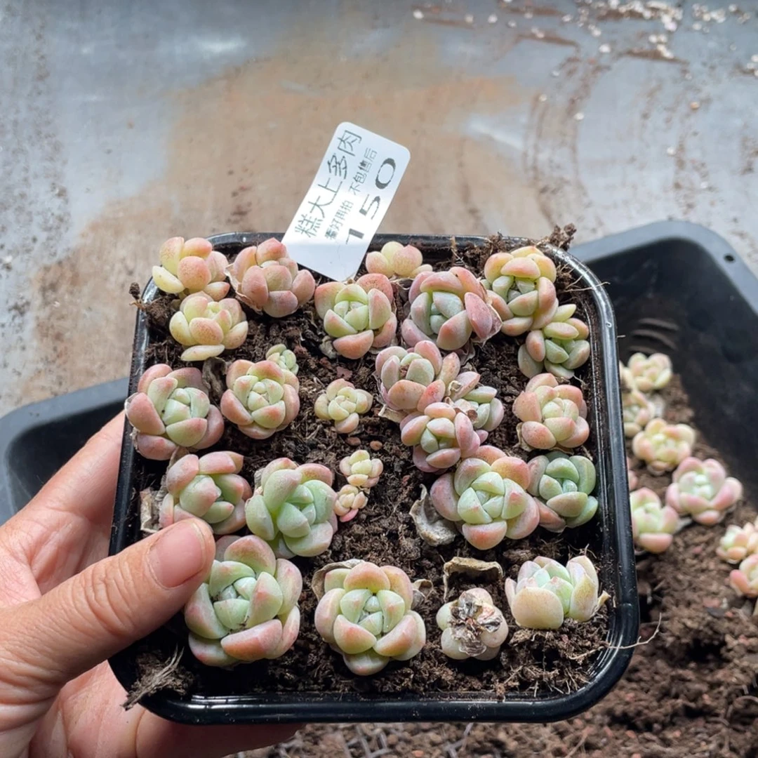 糕大上多肉植物150