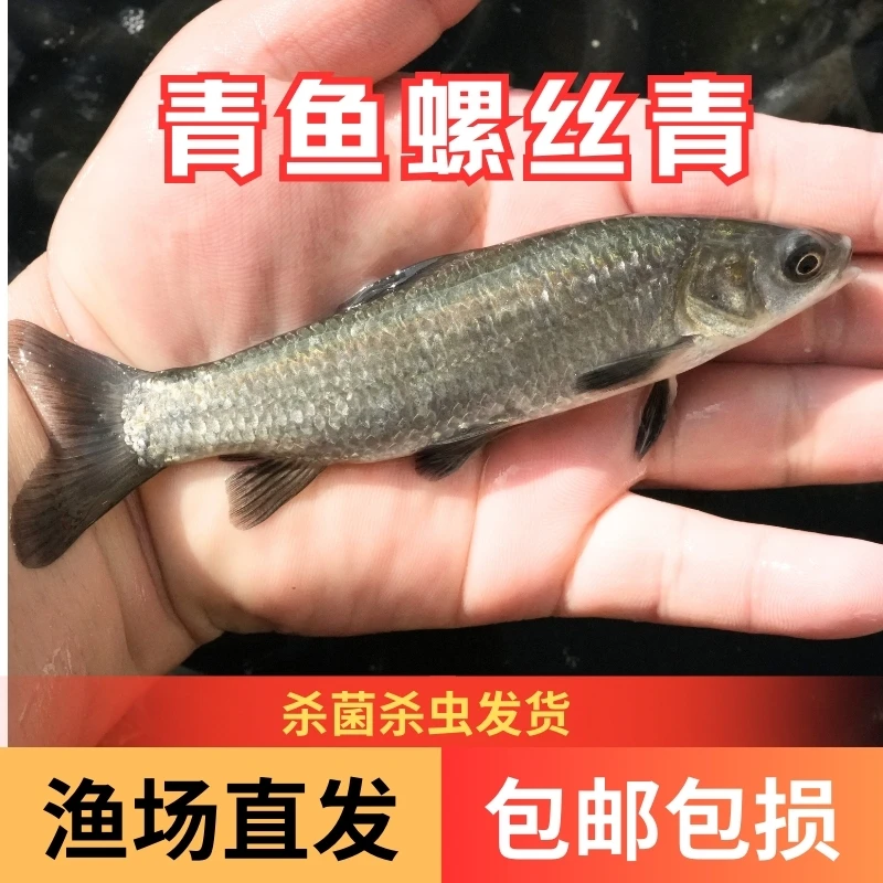 【活体】优质青鱼螺丝青巨青（4-25厘米）观赏鱼淡水鱼冷水鱼超萌宠物