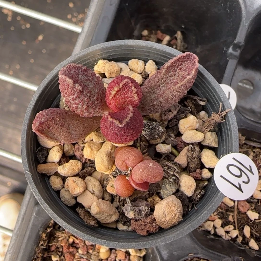 花猪猪水泡多肉植物161