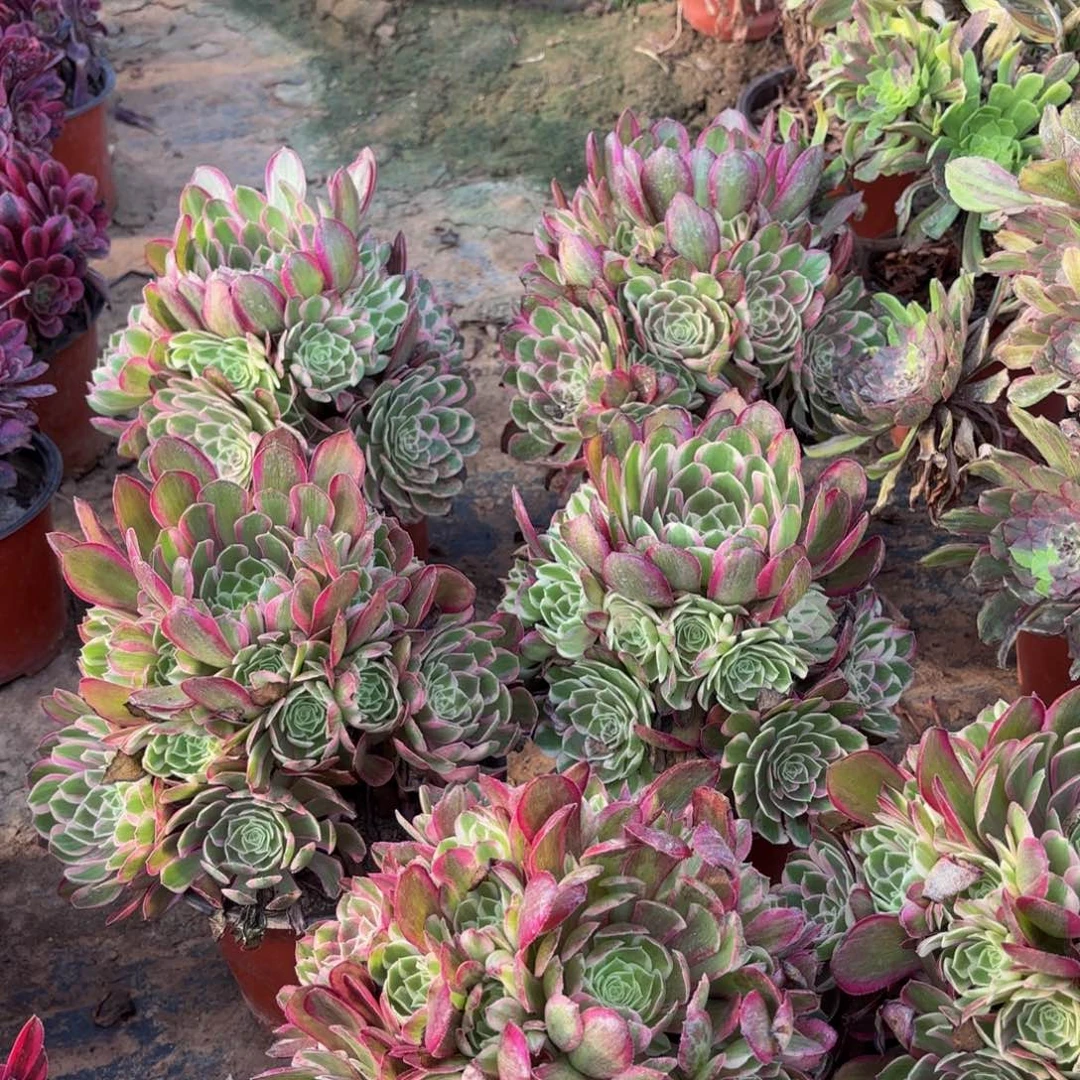 孔雀翎9.9多肉植物