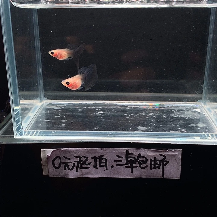 孔雀鱼兰礼服玻璃猫公2