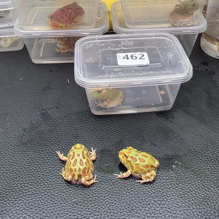 西***呱角蛙波子一只 462