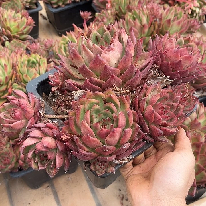 阿姆斯壮18.99多肉植物