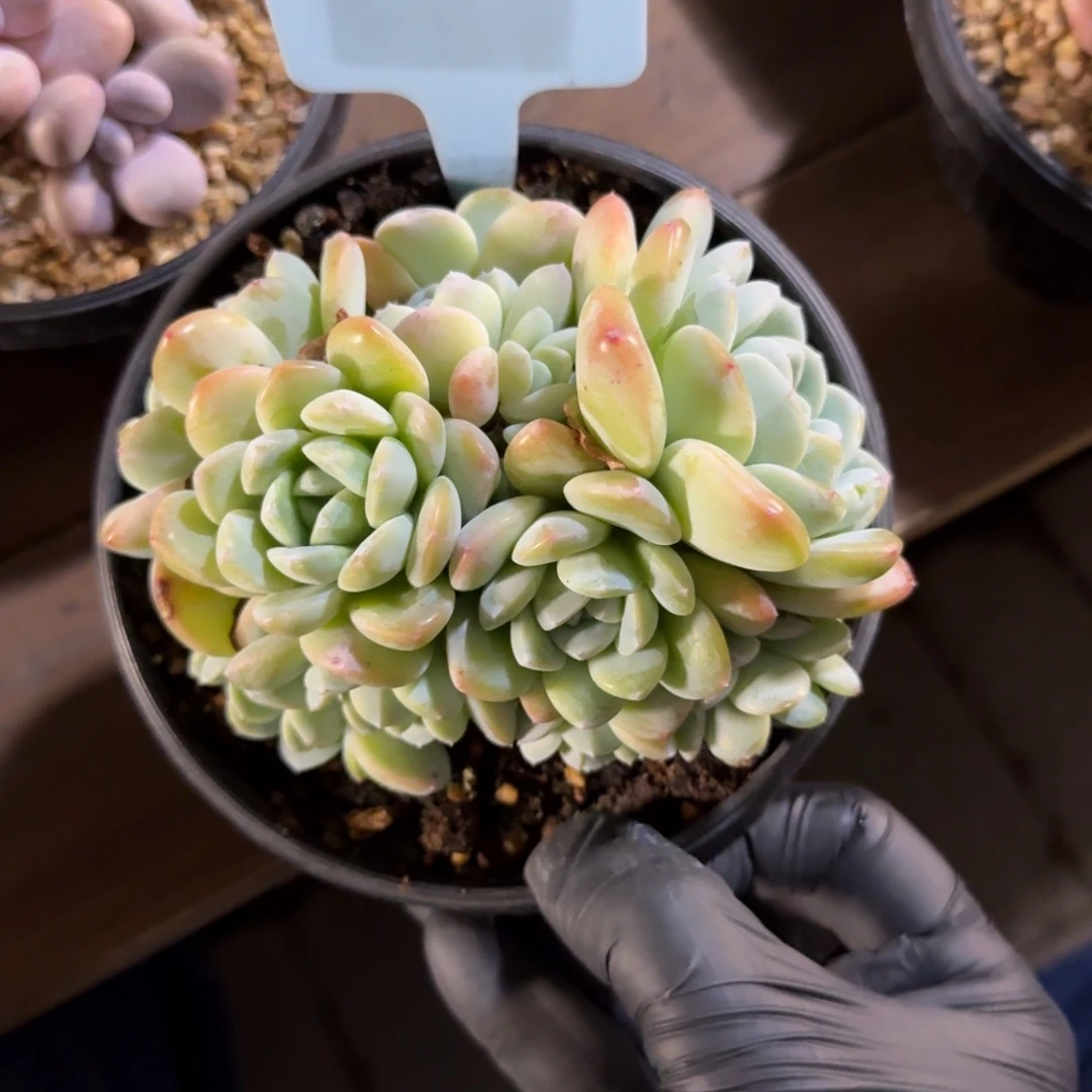 冰玉群生11111111111111111