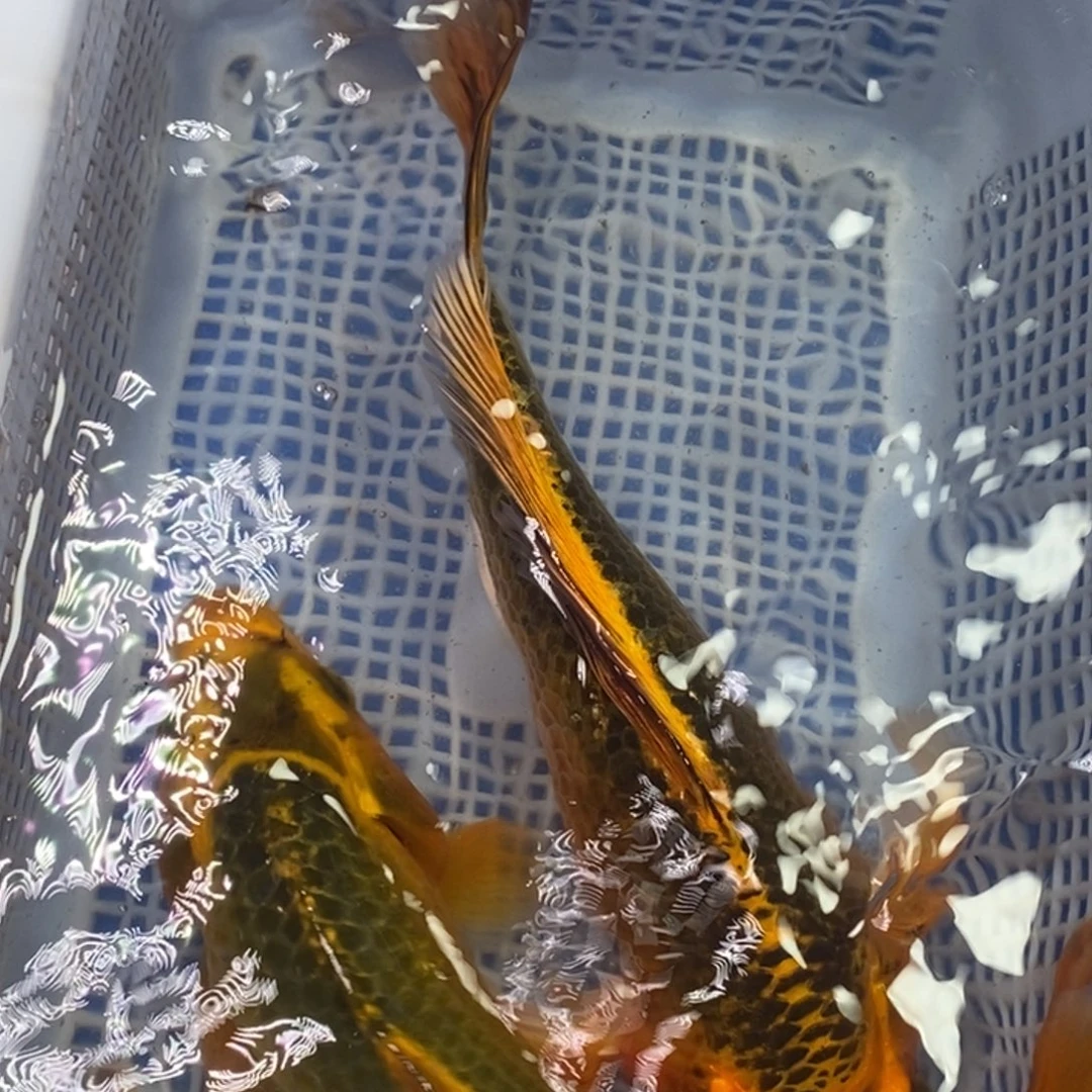 锦鲤冷水锦鲤包邮