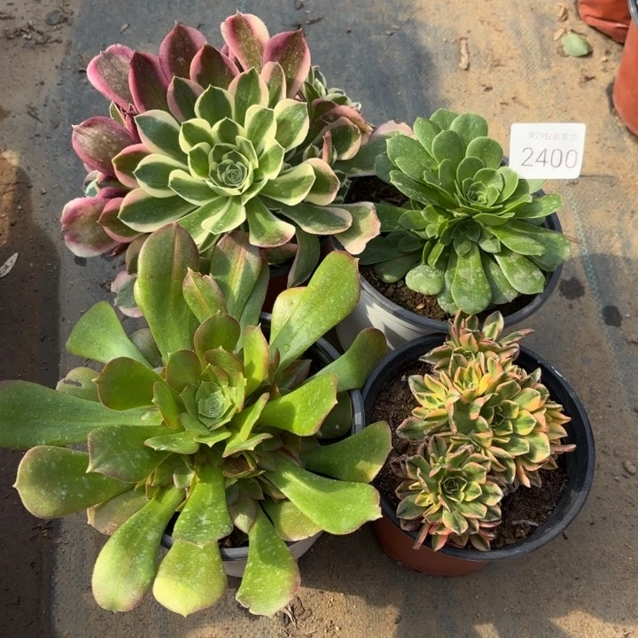 4颗多肉法师2400