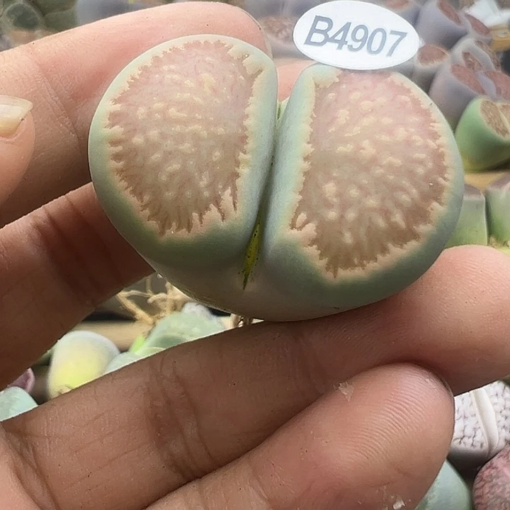 4907绿体状态菊福利3.5厘米