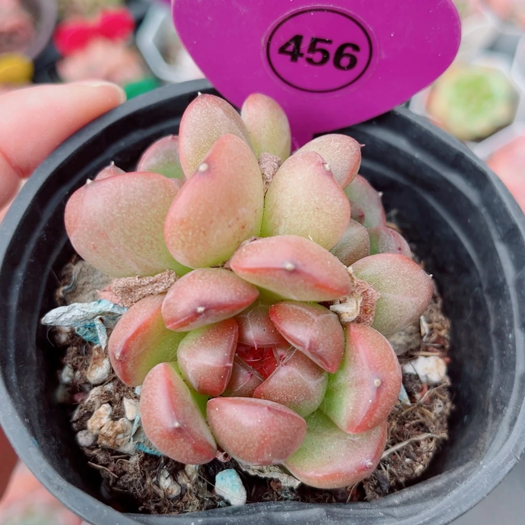 456号小老桩珍妮群