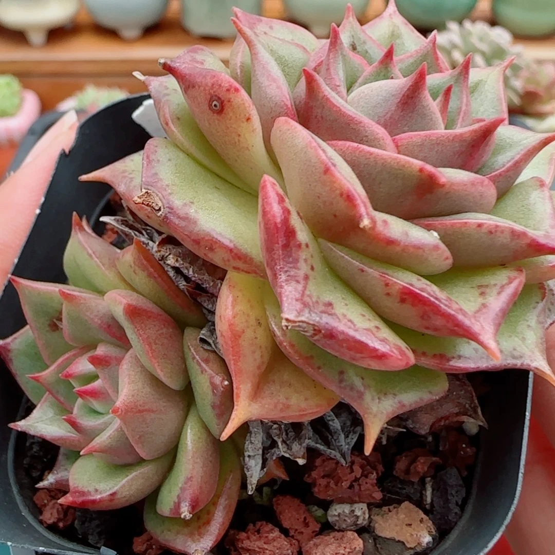 花语逸镜1013-65牙胶