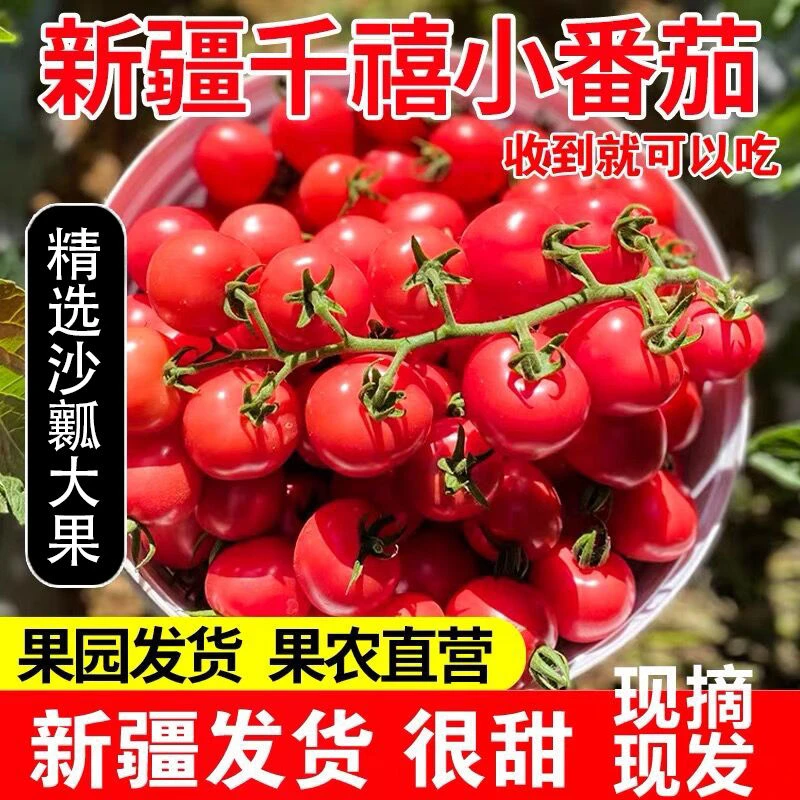 新疆千禧果小番茄当季新鲜番茄同城配新疆维吾尔自治区
