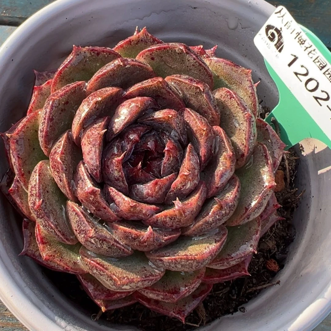 从前慢花园多肉编号1202-25