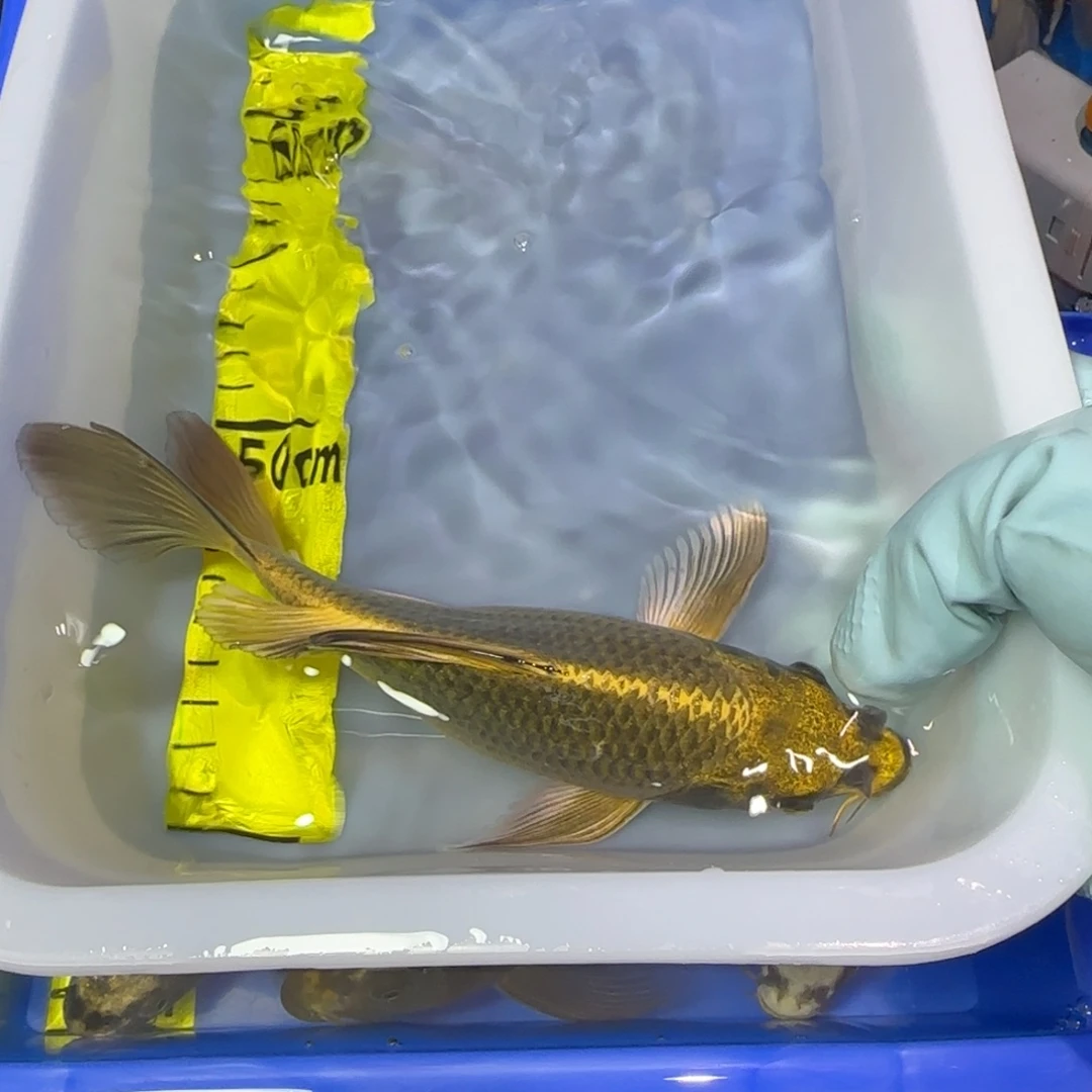 中国大陆金猫一条大鳍大尾