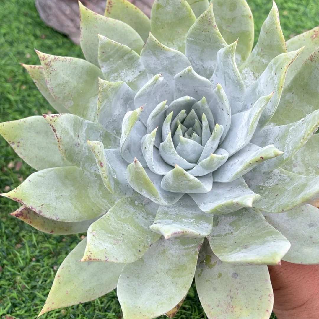 精控布瑞东尼粗桩福利