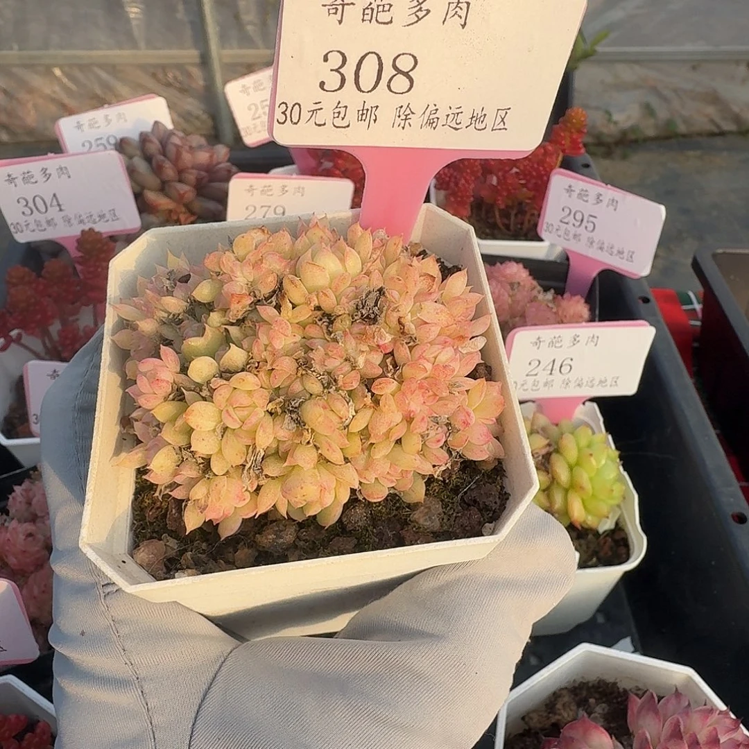 308 脱土 群生不包整 30元包邮非偏远