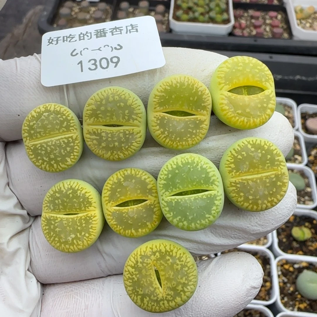 1309。默认脱土。18包邮。偏远88包邮