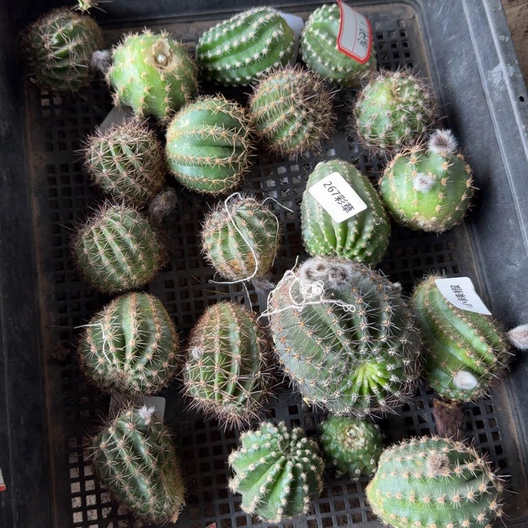 244无名彩草2个无根侧牙4公分左右，20包邮