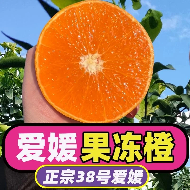 正宗四川爱媛38号果冻橙子眉山新鲜橘子孕妇水果97