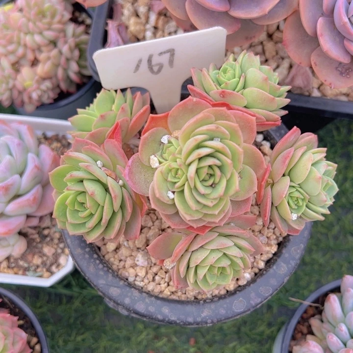 健健康康平平安安