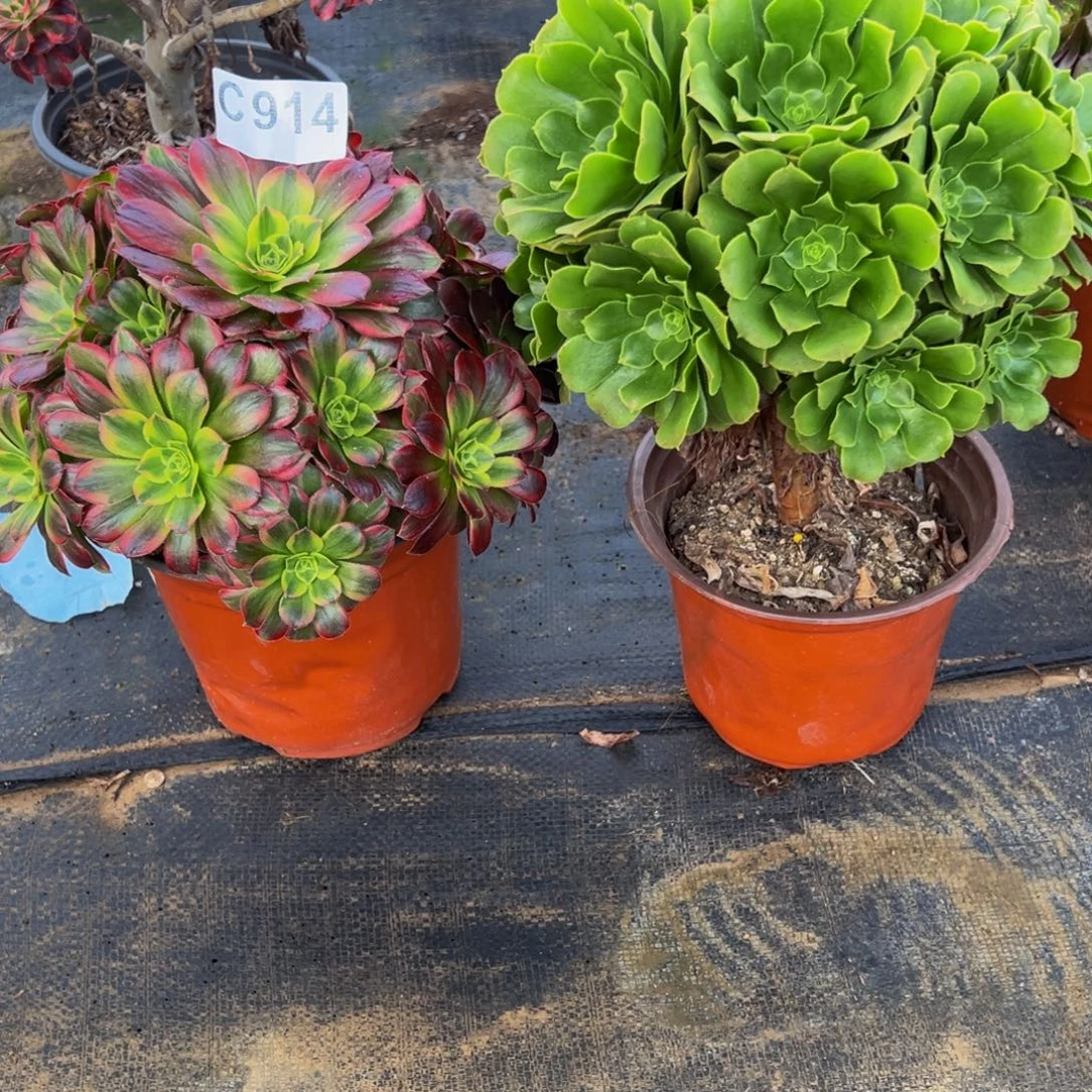 用***0法师多肉植物组合914