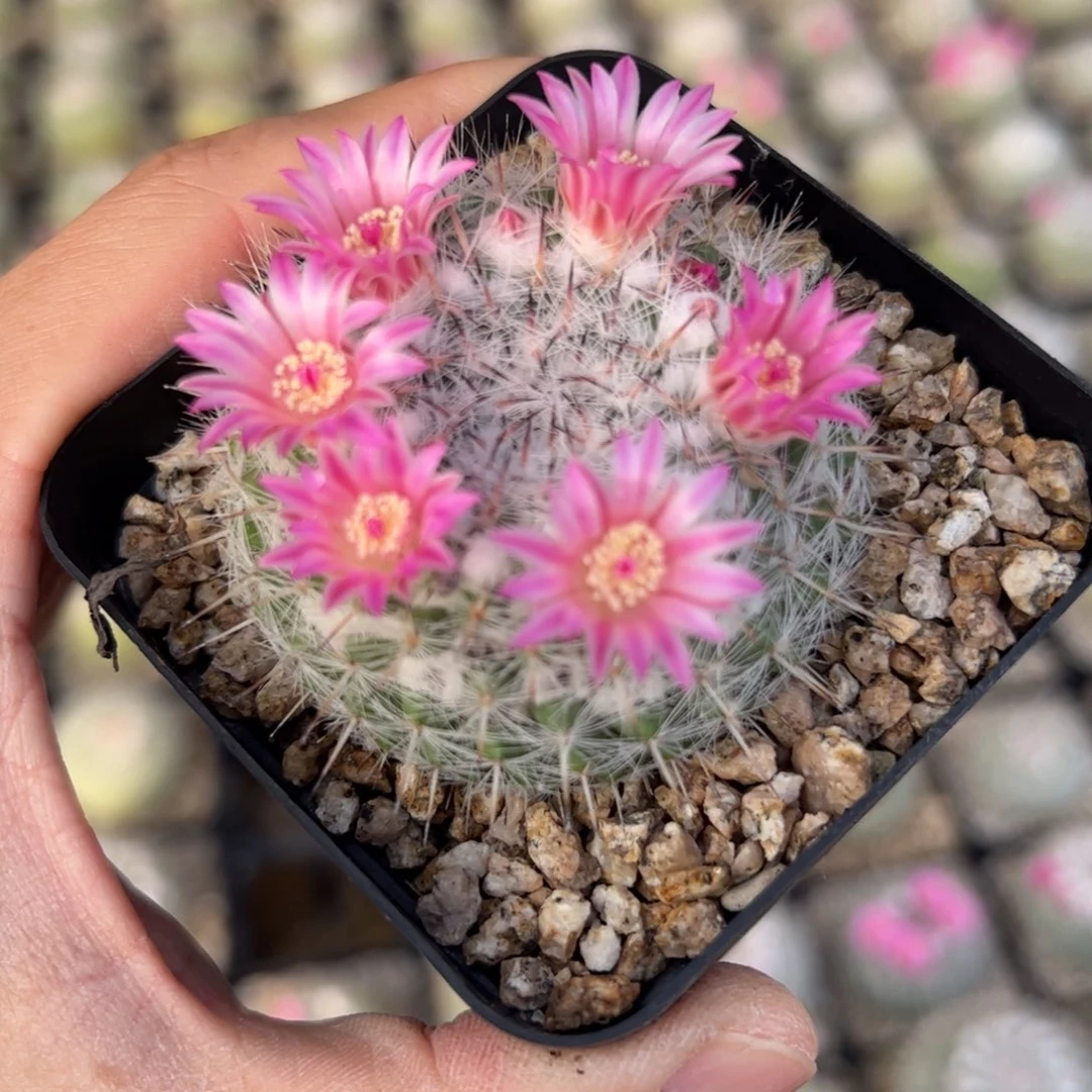 实生乳突杂 脱土发货多肉植物