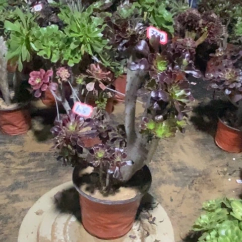 黑法师缀一物一拍