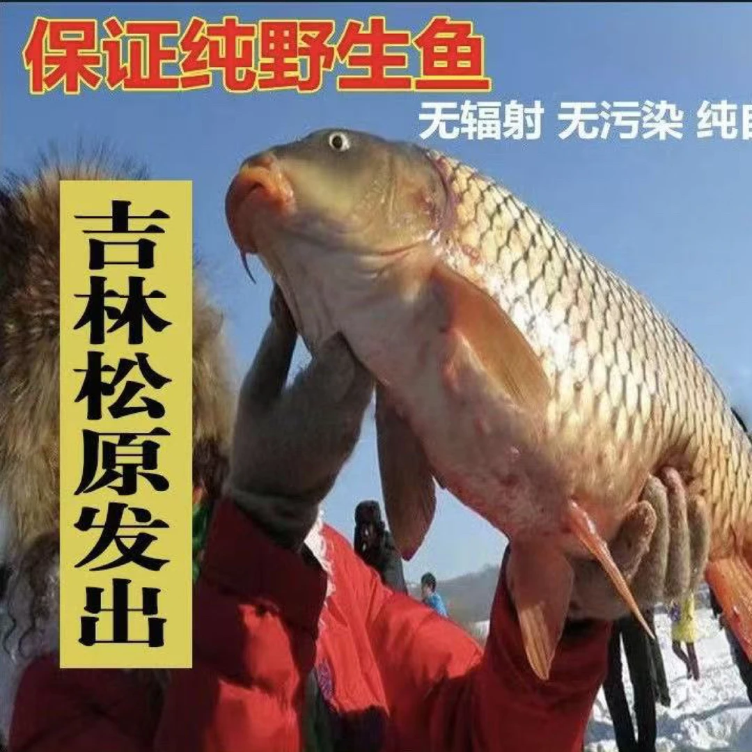 东北冷水大鲤鱼两三条共9-10斤之间