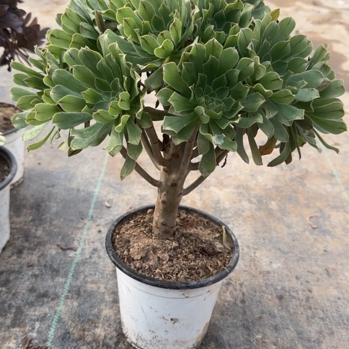 绿法师两单包邮。